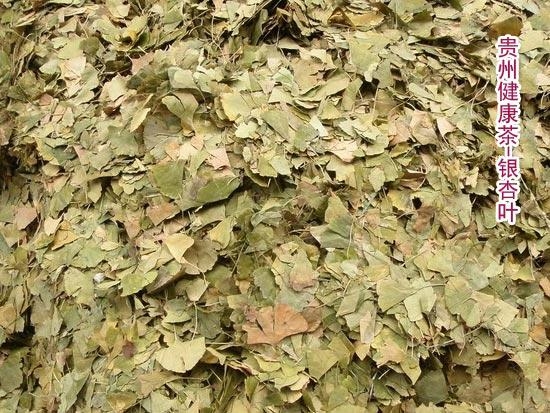 银杏叶 白果叶 飞蛾叶 Ginkgo Leaf 2
