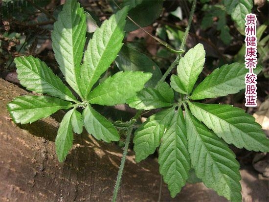 绞股蓝 七叶胆 甘荼蔓 2