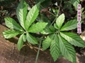 Fiveleaf Gynostemma Herb