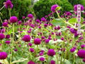  Globe amaranth