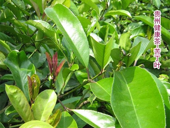 苦丁茶富丁茶皋卢茶
