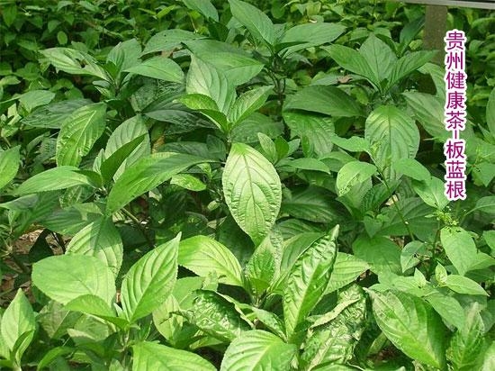 性味归经板蓝根(常用别名:靛青根,蓝靛根,大青根)是一种中药材.