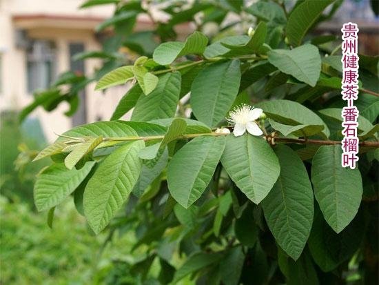 Guava  leaf