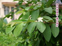 Guava  leaf