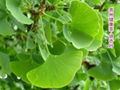 Ginkgo leaf