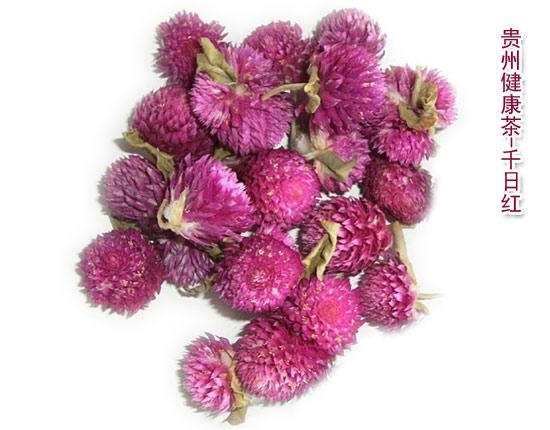 千日红 百日红 千日草 Globe amaranth 1 千日红 百日红 千日草 Globe amaranth 1