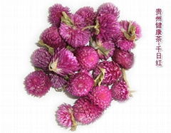 Flower of globeamaranth