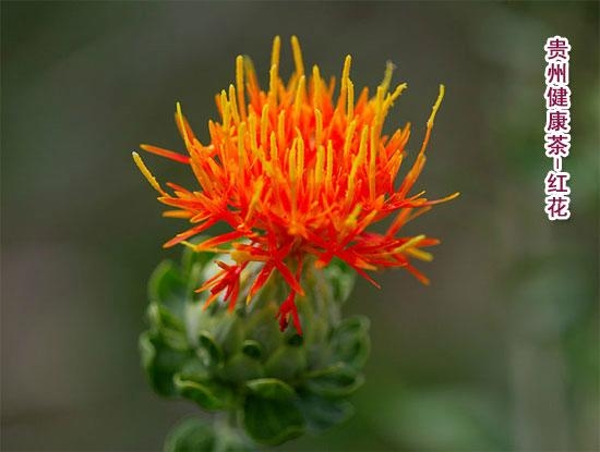 红花草红花红蓝花safflower