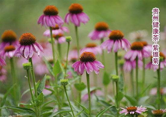 Echinacea Purpurea