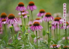 紫錐菊 松果菊 紫錐花 Echinacea purpurea