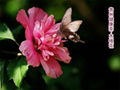 木槿花 里梅花 白槿花 Shrubalthea Flower