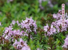 Common Thyme