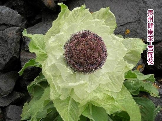 雪莲花 雪荷花 大苞雪莲 snow lotus