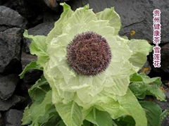 Saussurea Involucrata