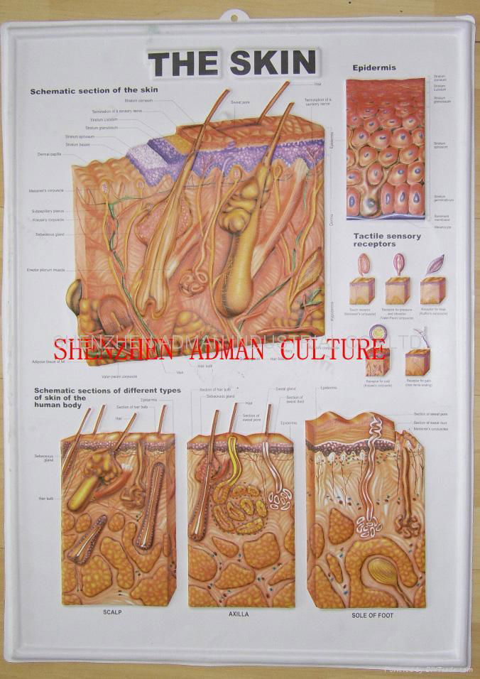 THE SKIN--3D EMBOSSED HUMAN BODY ANATOMY CHART/POSTER