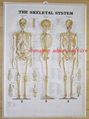 SKELETON--3D EMBOSSED HUMAN BODY ANATOMY