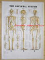 SKELETON--3D EMBOSSED HUMAN BODY ANATOMY CHART/POSTER