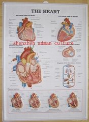 HEART--3D EMBOSSED WALL PVC CHART/POSTER