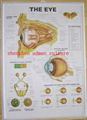 EYE--3D EMBOSSED MEDICAL HUMAN PVC CHART/POSTER 1