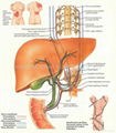 EAR--3D EMBOSSED MEDICAL HUMAN BODY ANATOMY CHART/POSTER