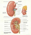 EAR--3D EMBOSSED MEDICAL HUMAN BODY ANATOMY CHART/POSTER