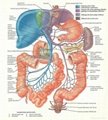 三维立体PVC人体解剖挂图/广告画