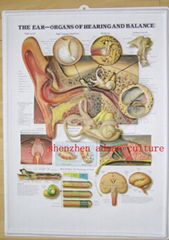 EAR--3D EMBOSSED MEDICAL HUMAN BODY ANATOMY CHART/POSTER