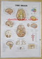 BRAIN--3D EMBOSSED HUMAN BODY ANATOMY CHART/POSTER