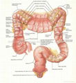 BRAIN--3D EMBOSSED HUMAN BODY ANATOMY CHART/POSTER