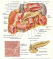 BRAIN--3D EMBOSSED HUMAN BODY ANATOMY CHART/POSTER