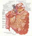 BRAIN--3D EMBOSSED HUMAN BODY ANATOMY CHART/POSTER