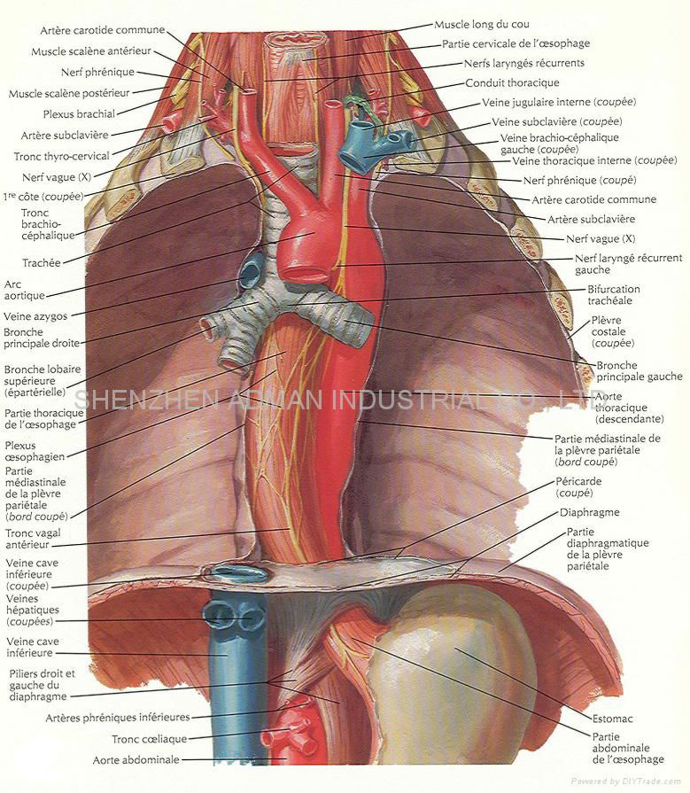 健力士啤酒 三维立体PVC教育挂图/广告画 4