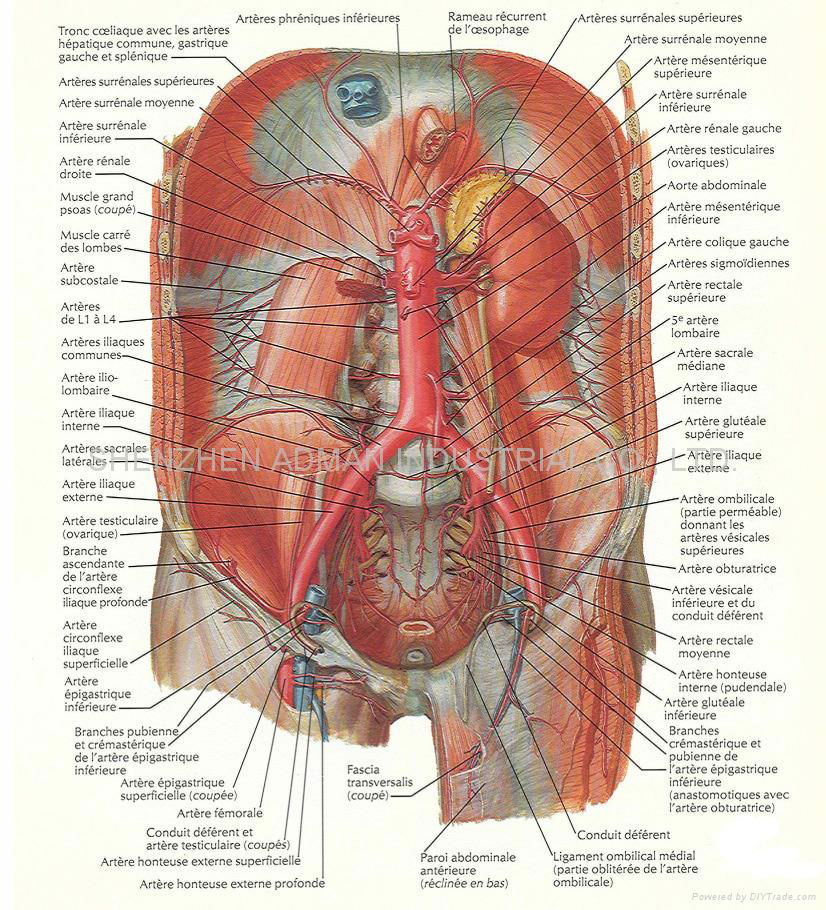 健力士啤酒 三维立体PVC教育挂图/广告画 5