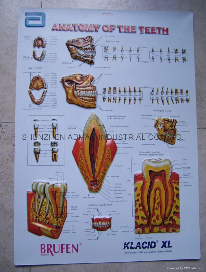 TEETH 3D EMBOSSED WALL MEDICAL/PHARMA CHART/POSTER