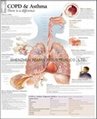 DOPD & ASTHMA--3D RELIEF WALL MEDICAL/PHARMA CHART/POSTER