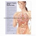INTERNAL ORGANS OF THE HUMAN BODY--3D RELIEF WALL MEDICAL/PHARMA CHART/POSTER