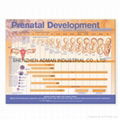 PRENATAL DEVELOPMENT--3D RELIEF WALL