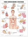 THE ENDOCRINE SYSTEM--3D RELIEF WALL MEDICAL/PHARMA CHART/POSTER
