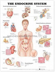 內分泌系統---三維立體PS/PET醫學挂圖/廣告畫