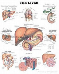 The Liver--3D RELIEF WALL MEDICAL/PHARMA CHART/POSTER