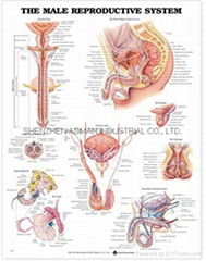 THE MALE REPRODUCTIVE SYSTEM--3D RELIEF WALL MEDICAL/PHARMA CHART/POSTER