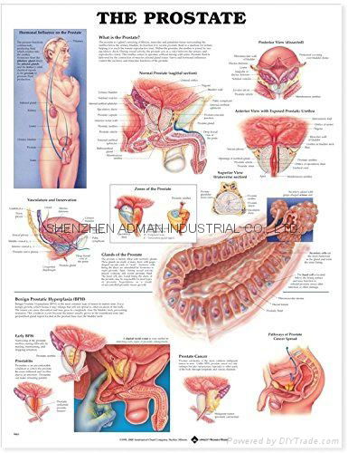 前列腺--三维立体PS/PET医学挂图/广告画