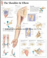 THE SHOULDER & ELBOW--3D RELIEF WALL MEDICAL/PHARMA CHART/POSTER 1