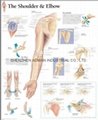 THE SHOULDER & ELBOW--3D RELIEF WALL MEDICAL/PHARMA CHART/POSTER