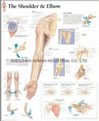 THE SHOULDER & ELBOW--3D RELIEF WALL MEDICAL/PHARMA CHART/POSTER