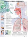 UNDERSTANDING INFLUENZA--3D RELIEF WALL