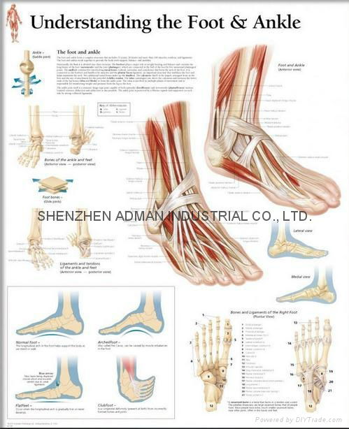 了解脚和脚踝-三维立体PS/PET医学挂图/广告画
