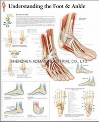 UNDERSTANDING THE FOOT & ANKLE--3D RELIEF WALL MEDICAL/PHARMA CHART/POSTER