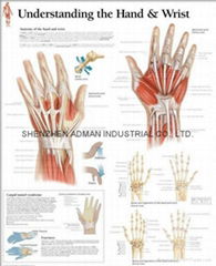 UNDERSTANDING THE HAND & WRIST--3D RELIEF WALL MEDICAL/PHARMA CHART/POSTER