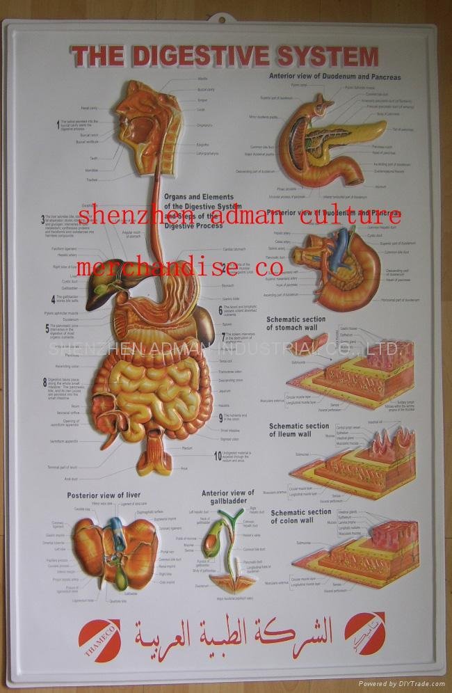 DIGESTIVE 3D RELIEF WALL MEDICAL/PHARMA CHART/POSTER